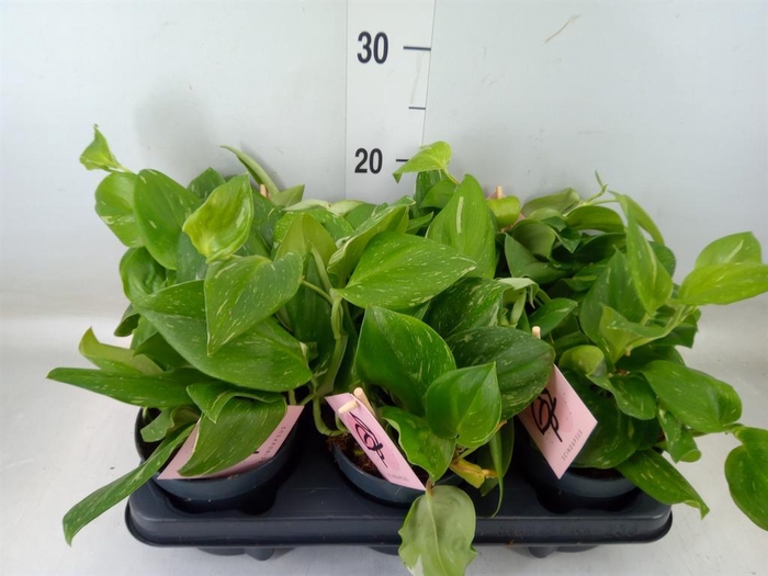 <h4>Scindapsus ...</h4>