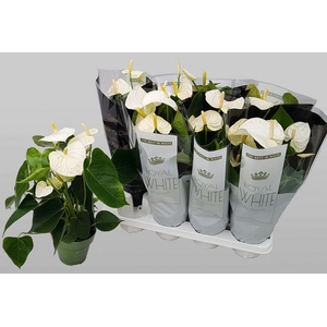 Anthurium Montana 14Ø 50cm 5fl