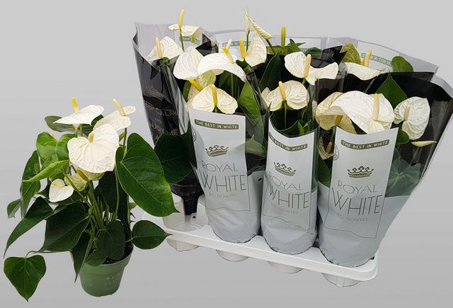 Anthurium Montana 14Ø 50cm 5fl