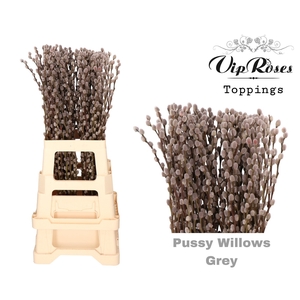 SALIX PUSSY WILLOW GREY