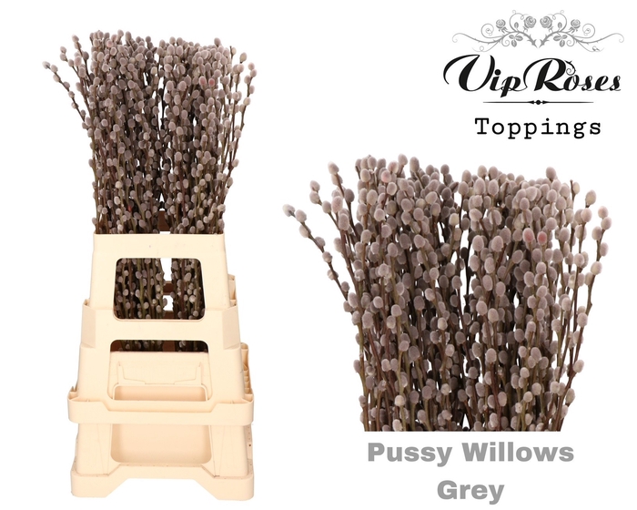 <h4>SALIX PUSSY WILLOW GREY</h4>