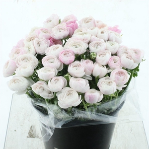 Ran Su Sr Nebbia Extra