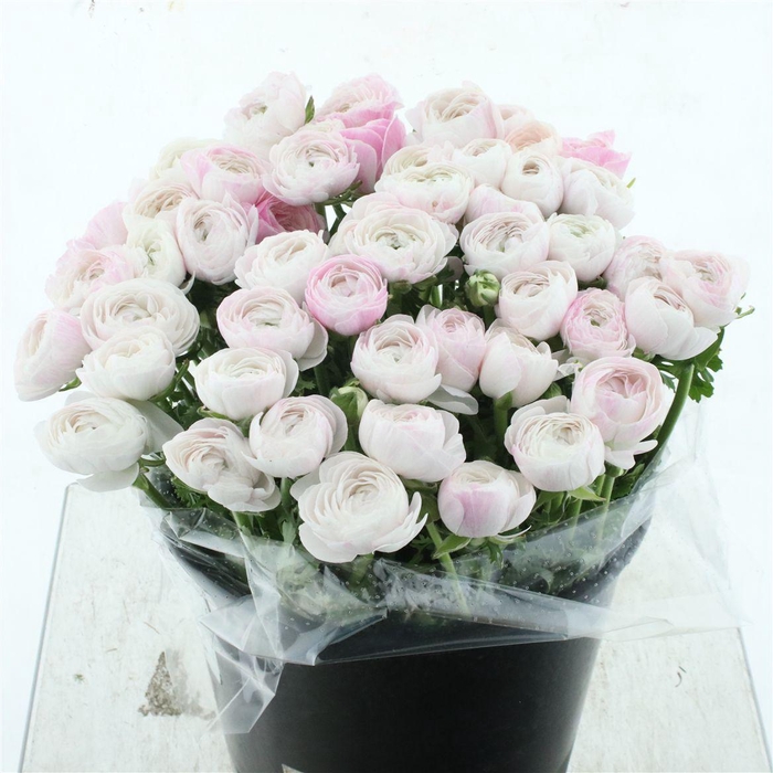 <h4>Ran Su Sr Nebbia Super</h4>