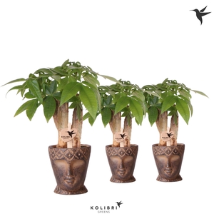 Kolibri Greens Pachira in Totem Mask pot