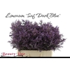 Lim Safora Dark Blue