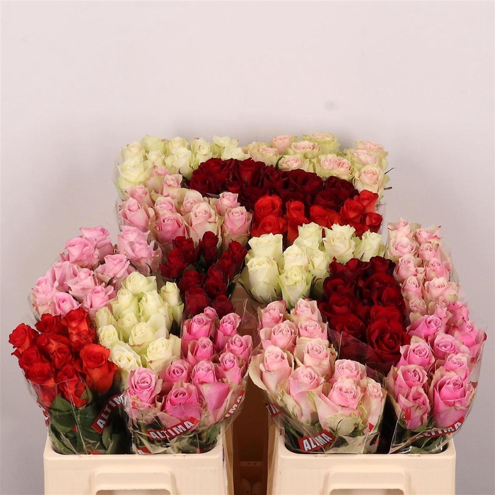 <h4>R Gr Gem In Fust</h4>