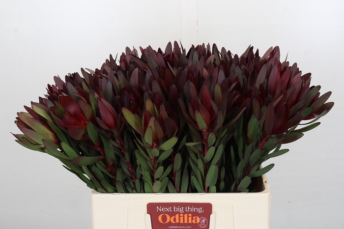 <h4>Leucadendron Saf Sunset Dark Red</h4>