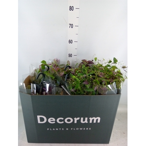 Tradescantia   ...mix