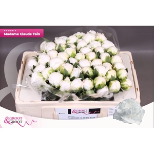 Paeonia Madame Claude Tain | Heavy Quality