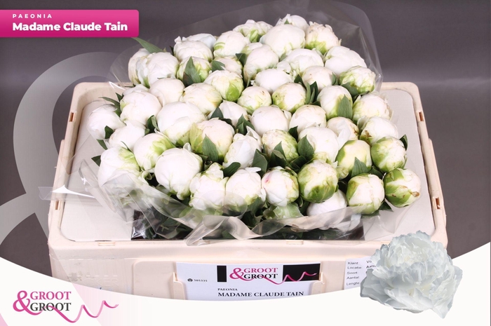<h4>Paeonia Madame Claude Tain | Heavy Quality</h4>