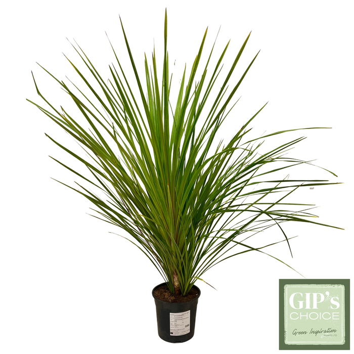 <h4>Cordyline australis Bush P24</h4>