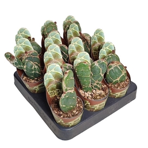 OPUNTIA RETICULATA COBRA - POT Ø 6,5 SHAPED POT COVER (CACTUS)