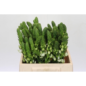 Ornithogalum Thyrsoides Milky Way