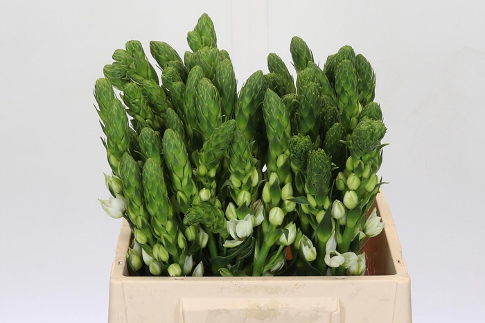 <h4>Ornithogalum thyrsoides Milky Way</h4>