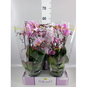 Phalaenopsis multi.   ...rose