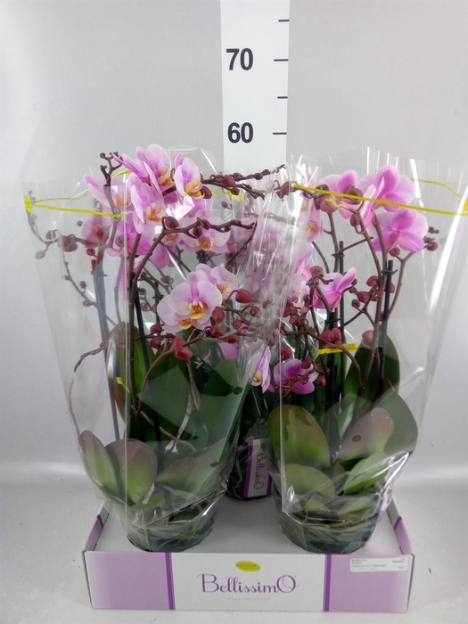 <h4>Phalaenopsis multi.   ...rose</h4>