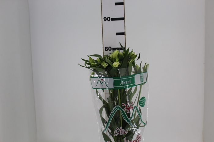 <h4>ALSTROEMERIA AKEMI 080 CM</h4>