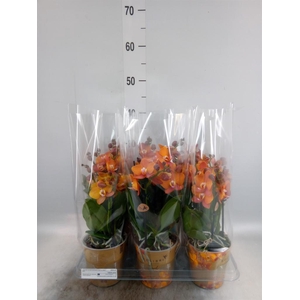 Phalaenopsis multi. 'Ant Las Vegas'