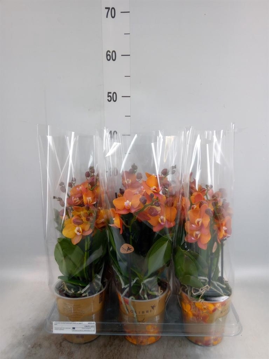 <h4>Phalaenopsis multi. 'Ant Las Vegas'</h4>