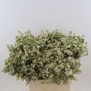 Chamelaucium Jupiter Moon