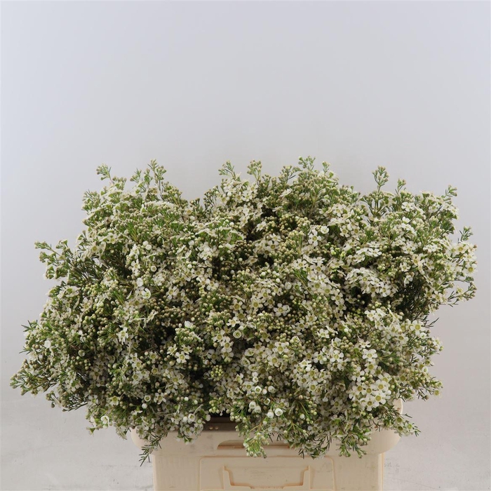 <h4>Chamelaucium Jupiter Moon</h4>