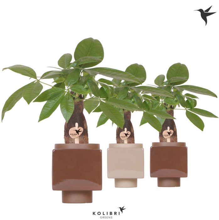 <h4>Kolibri Greens Pachira in Cube pot brown mix</h4>