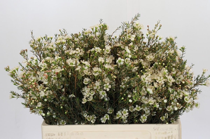 <h4>Chamelaucium Sirius</h4>