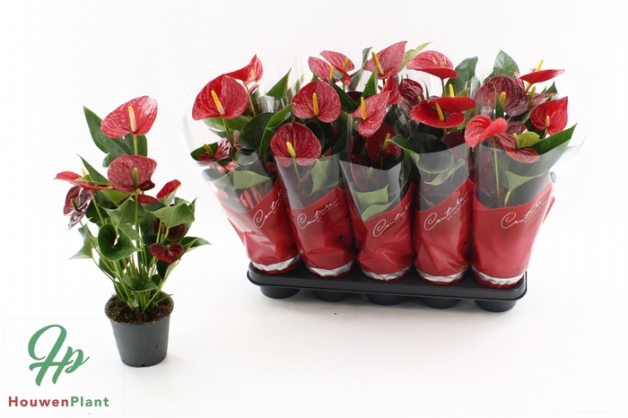 <h4>ANTHU AN SUCCESS RED</h4>