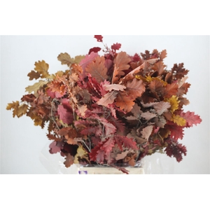 Pres Mini Oak Autumn P Bunch