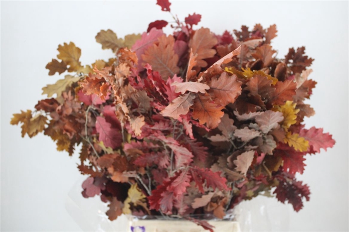 <h4>Pres Mini Oak Autumn P Bunch</h4>