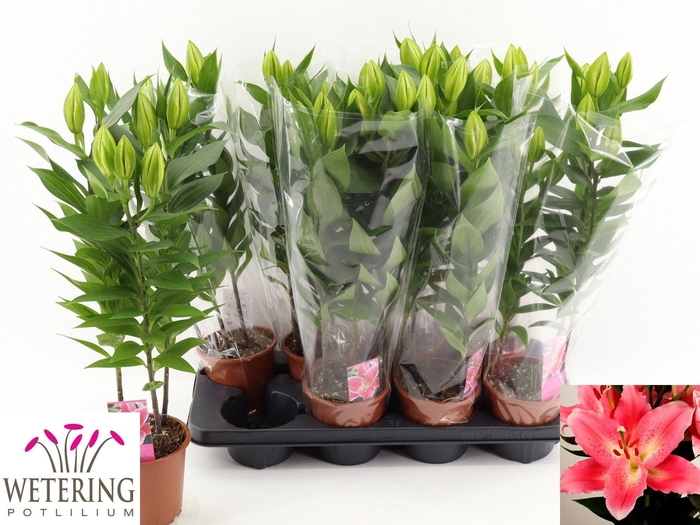 <h4>LIL OR SUNNY CAMINO</h4>