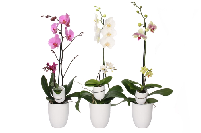 <h4>Hugo White Phal Mix 1T+ Tiny Dolls 1T</h4>