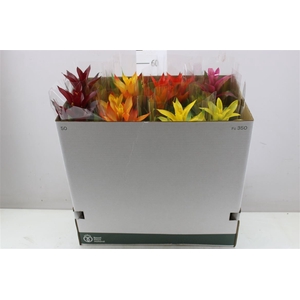 Guzmania Gemengd