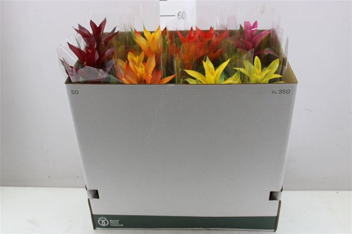 <h4>Guzmania Gemengd</h4>