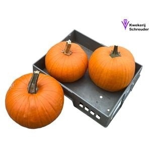 <h4>CUC HALLOWEEN</h4>