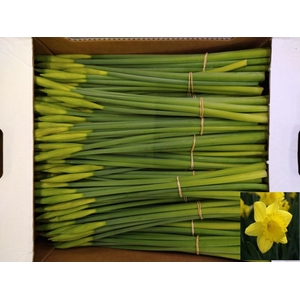 NARCISSUS TR 'DUTCH MASTER' X10