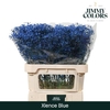 Gyps Grof Blue (dip)
