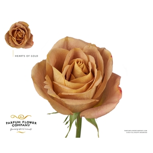 Rosa Premium Heart of Gold