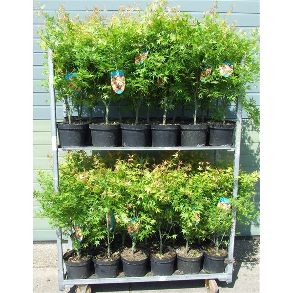 <h4>Acer palmatum 'Katsura' P23 Full CC</h4>
