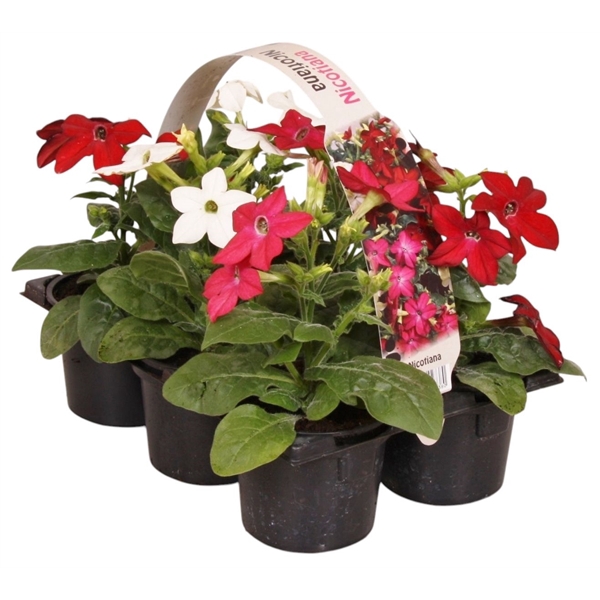 <h4>Nicotiana gemengd 6p</h4>