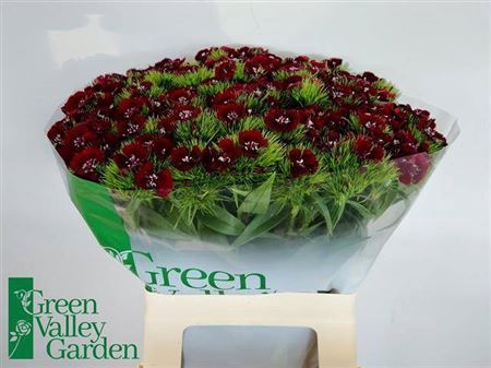 <h4>Di Barb Will Bl Cherry</h4>