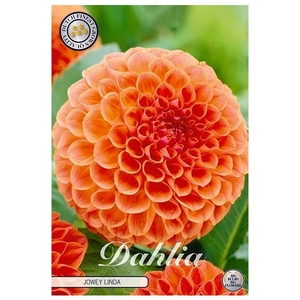 Dahlia Jowey linda x1