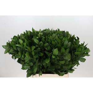 ŽAL HARD RUSCUS 70CM