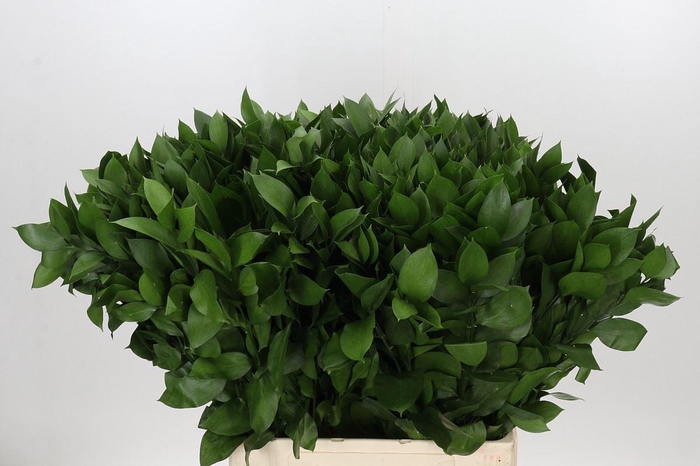 <h4>ŽAL HARD RUSCUS 70CM</h4>