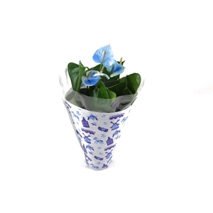 Anthurium XL.03 Arisa White 12cm wit-blauw geverfd in een Nederlands hoesje