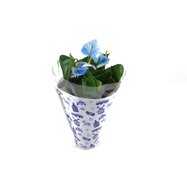 <h4>Anthurium XL.03 Arisa White 12cm wit-blauw geverfd in een Nederlands hoesje</h4>