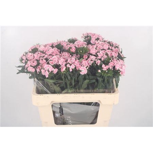 Di Barb Breanthus Lindo Pale Pink