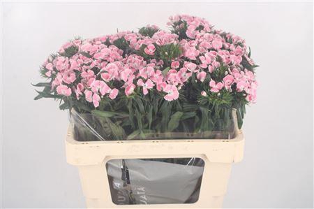 <h4>Di Barb Breanthus Lindo Pale Pink</h4>