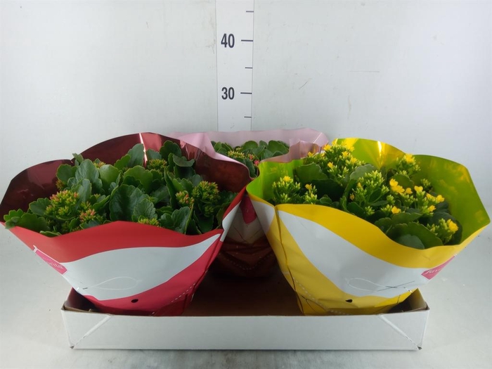 <h4>Kalanchoe blos. ..mix 5</h4>