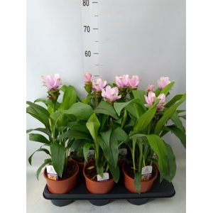 Curcuma alism. 'Siam Sweet'